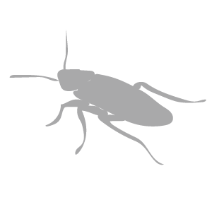 cockroach-icon